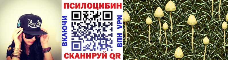 Галлюциногенные грибы Psilocybine cubensis  Новая Ладога 